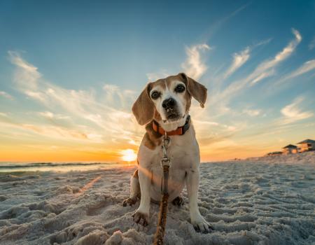 A small dog on a beach with sand on his snout